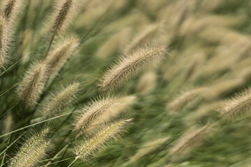 Beautiful view of the barley field in the morning in the summer