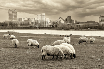 Flock of sheep grazing with the view to modern buldings of Dusseldorf Hafen