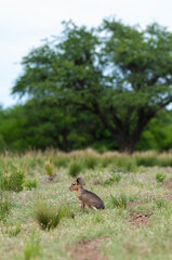 Patagonian cavi in Pampas grassland environment, La Pampa Province, , Patagonia , Argentina