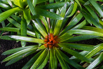 Fototapeta premium Primer plano de una planta tropical con las largas hojas verdes y el centro rojo en un invernadero de Madrid en un día de primavera.