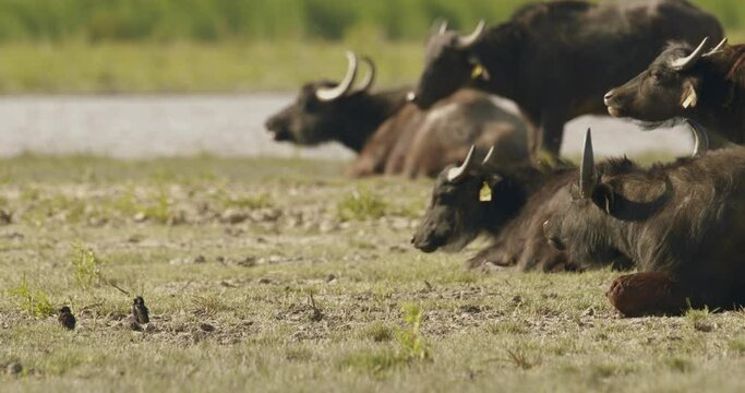 Herd Of Bubalus Bubalis (Water Buffalo) restingSlow Motion Image