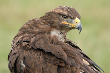 Portrait of a Steppe Eagle cleaning its feathers
