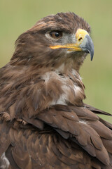 Fototapeta premium Portrait of a Steppe Eagle against a green background 