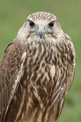 Portrait of a Saker Falcon looking at the photographer
