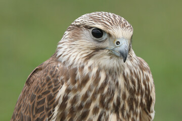 Portrait of a Saker Falcon against a green background
