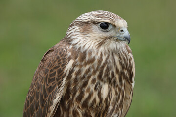 Portrait of a Saker Falcon against a green background

