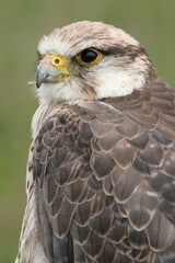 Portrait of a Lanner Falcon against a green background
