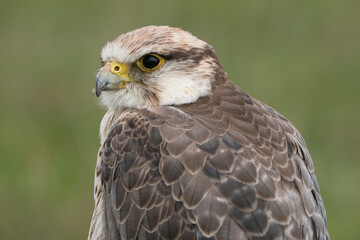 Portrait of a Lanner Falcon against a green background
