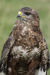 A portrait of a Common Buzzard
