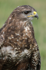 A portrait of a Common Buzzard
