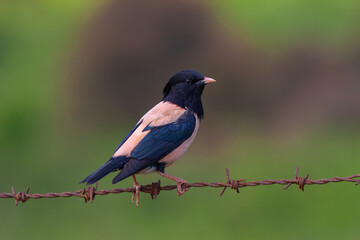 bird watching around on wire, Rosy Starling, Pastor roseus