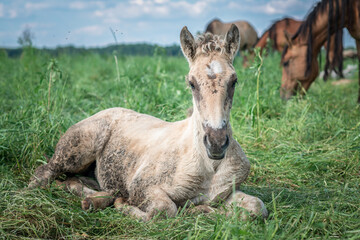 Beautiful thoroughbred horses graze on a summer meadow.