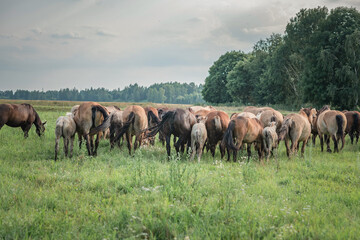 Beautiful thoroughbred horses graze on a summer meadow.