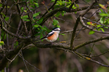 bird looking around  in woodland, Masked Shrike, Lanius nubicus