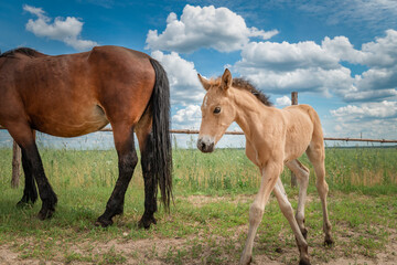 Naklejka na ściany i meble Beautiful thoroughbred horses graze on a summer meadow.