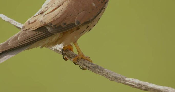 Red-Footed Falcon Falco Vespertinus Sitting On Branch