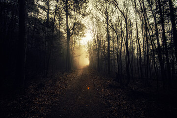 Naklejka premium path in autumn forest