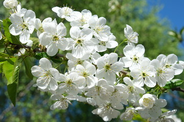 A flowering branch of cherry against the sky, on a sunny day. White flowers. Young foxes. Spring flowering of trees. High quality photo