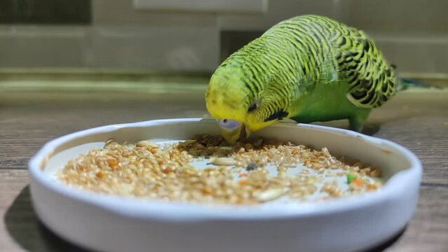 Small green wavy parrot eats millet on the table