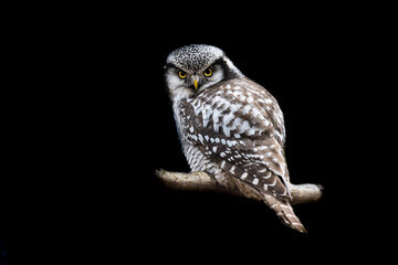 Portrait of a northern hawk-owl with a black background