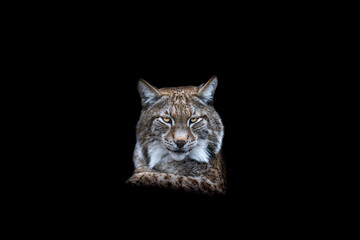 Portrait of a lynx with a black background