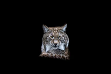 Gordijnen Portrait of a lynx with a black background © AB Photography