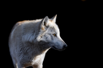 Portrait of a black wolf with a black background