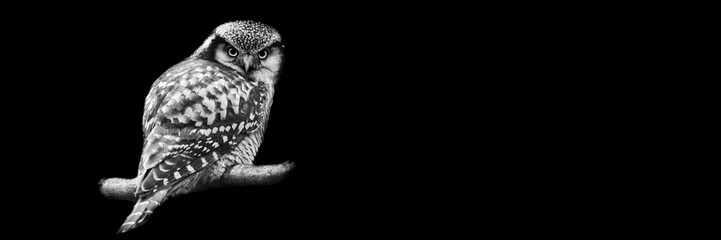 Template of a northern hawk-owl with a black background