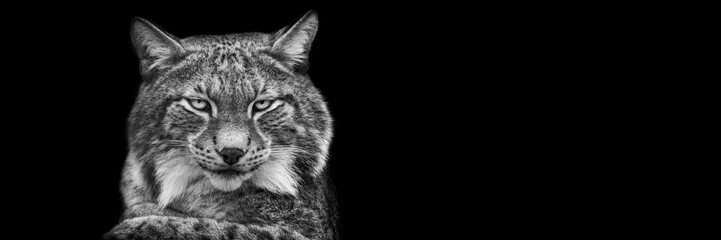 Fototapeta na wymiar Template of a lynx with a black background