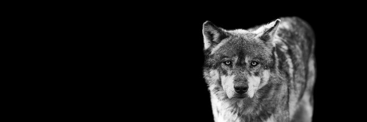Portrait of a grey wolf with a black background