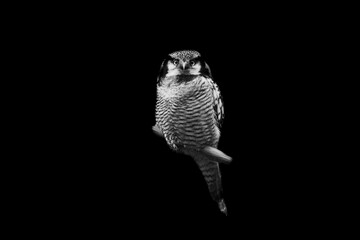 Portrait of a northern hawk-owl with a black background