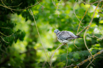 Pigeon ramier perché sur une branche