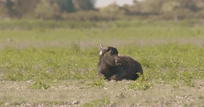 Herd Of Bubalus Bubalis (Water Buffalo)  RestingSlow Motion Image