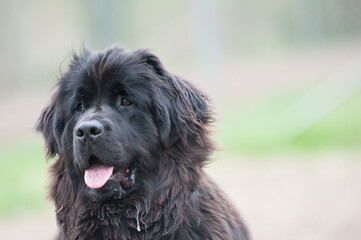 Fototapeta premium portrait of a Newfoundland dog at a dog park