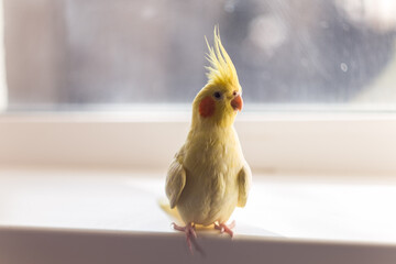 Cockatiel parrot.Bird with crest.Cute animal photo.Yellow bird.Favorite pet.Funny parrot.Home pet parrot.Cute pet parrot.Beautiful bird.Beautiful photo of a pet.Ornithology.Photo with bokeh.Corella.
