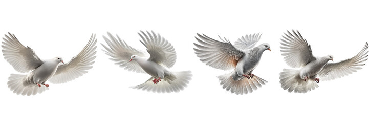 white doves collection on Transparent background , ai generated - obrazy, fototapety, plakaty