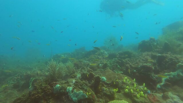 Coral reef underwater photos