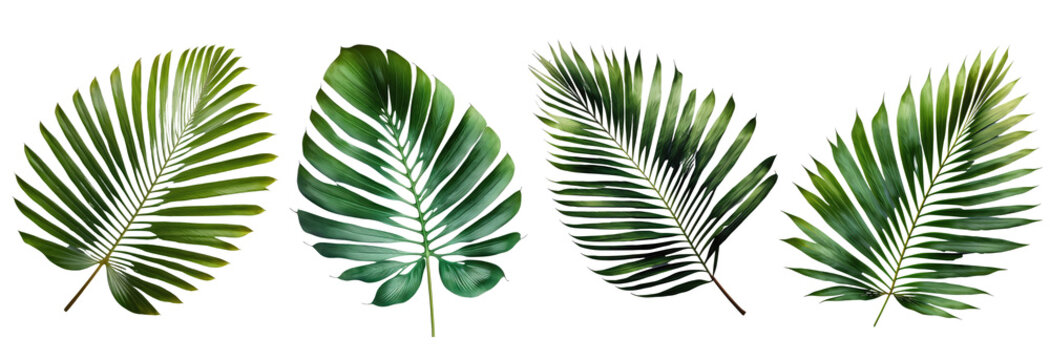 collection of green palm leaves Transparent background , ai generated