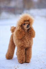 dog brown toy poodle, miniature poodle on a snowy frosty road in winter under snow
