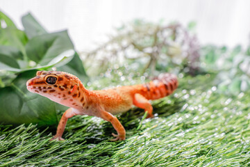 ヒョウモントカゲモドキ