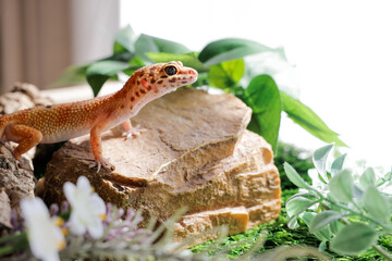 ヒョウモントカゲモドキ