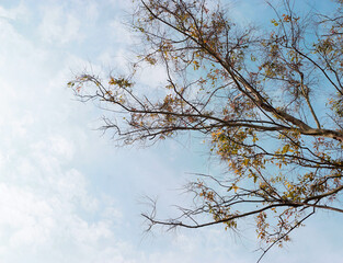 Tree and leaf canopy with blue sky and clouds background