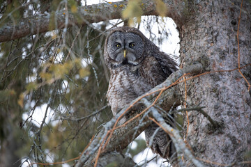 Portrait of Great grey owl, Strix nebulosa perched on a branch hunting in Canada - 572251592