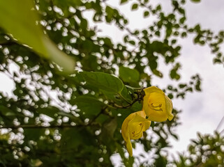 yellow flowers in mountain forest
