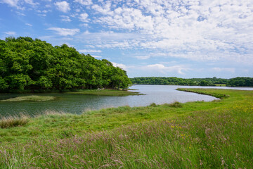 Fototapeta premium river bend with surrounding woodland trees. outdoor landscape beside peaceful river and countryside 