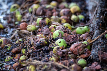 Fallen green apples on orchard floor, close-up photo.