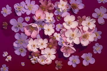 Obraz na płótnie Canvas White plum tree flowers scattered over a pink background, levitation, spring flowers conception, generated ai