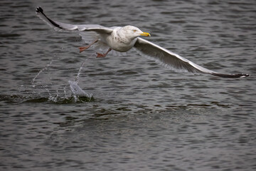 The herring gull (Larus argentatus) in flight