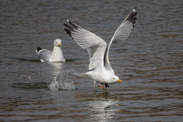 The herring gull (Larus argentatus) in flight
