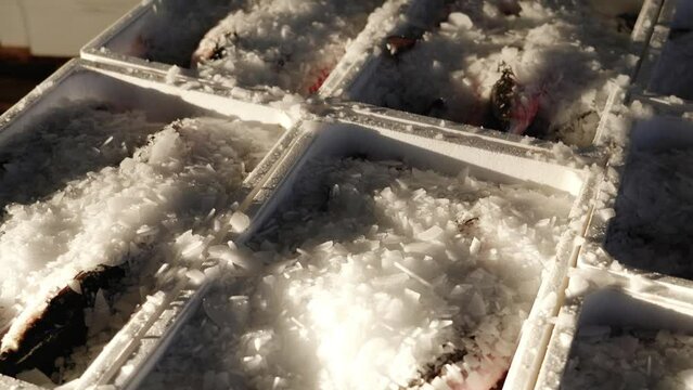 Pouring ice crumbles into containers with delicious fresh white mullets standing in contemporary food market warehouse closeup